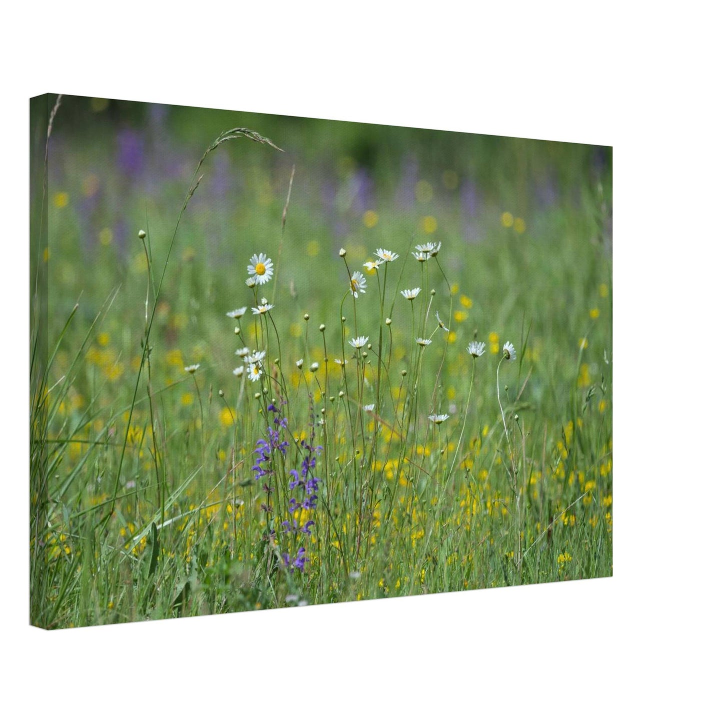 Flower Field