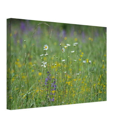 Flower Field