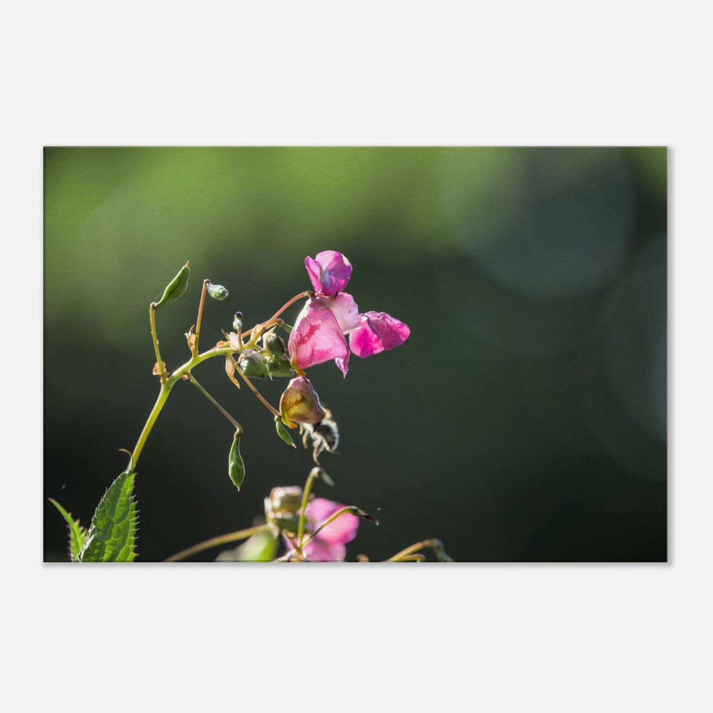 Pink Bells