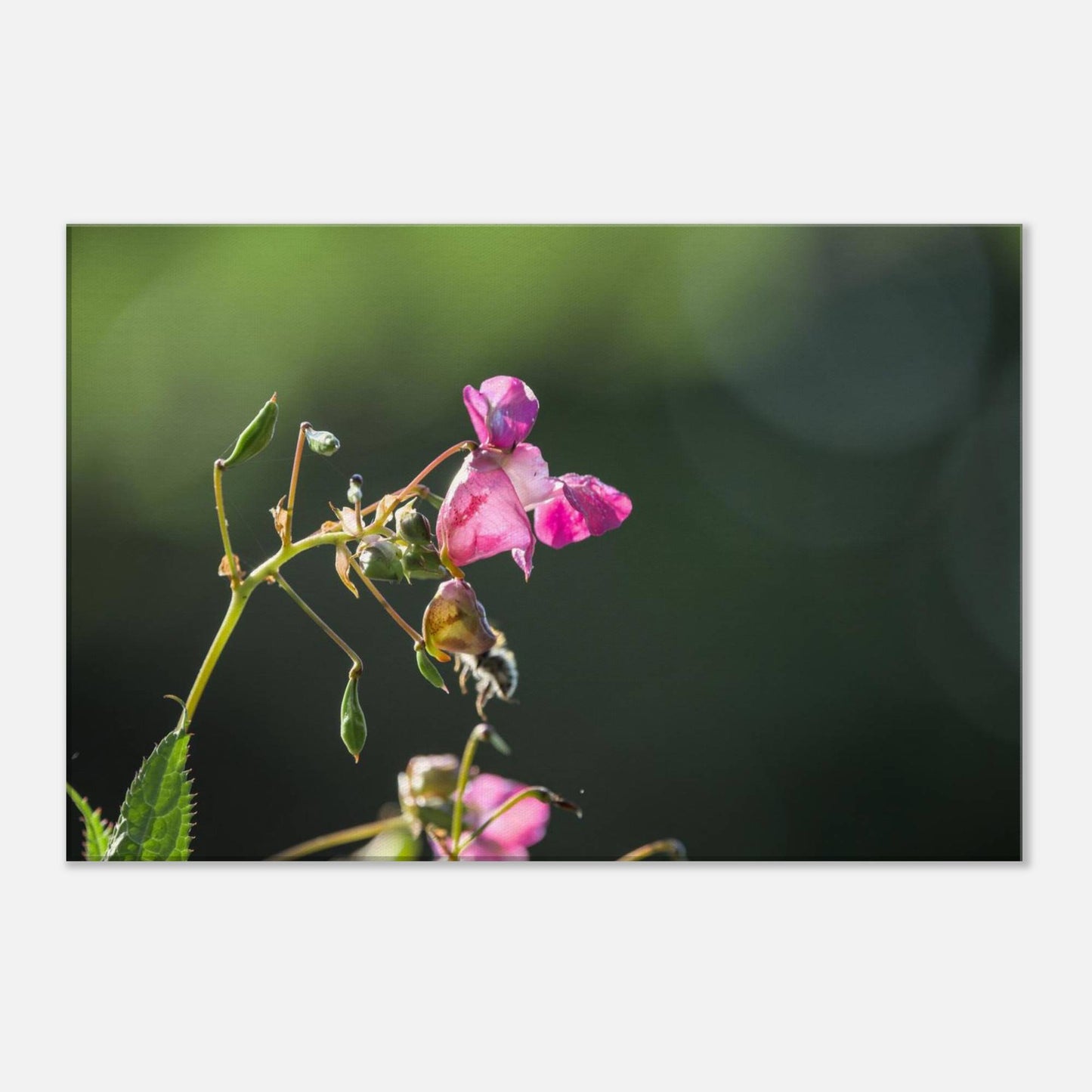 Pink Bells