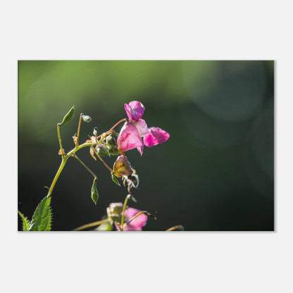 Pink Bells
