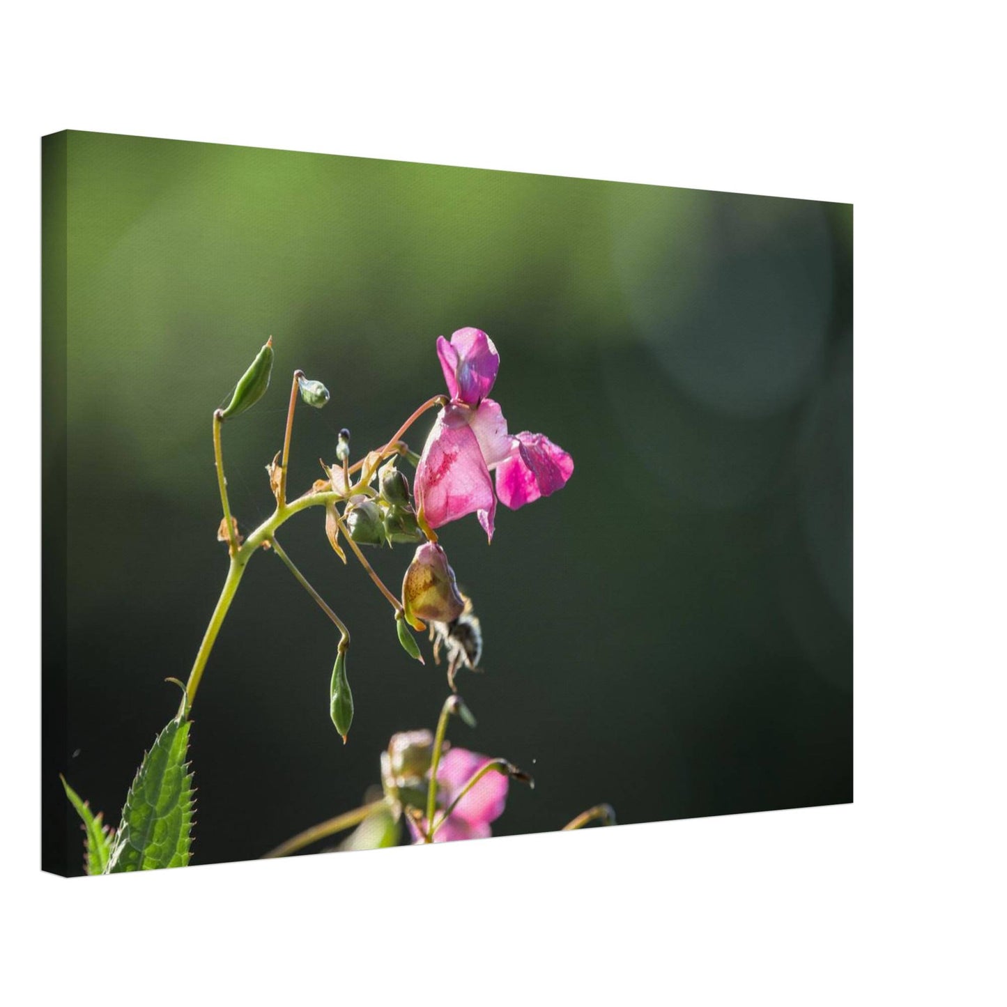 Pink Bells