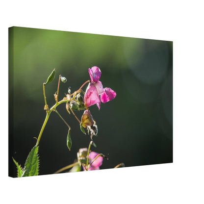 Pink Bells
