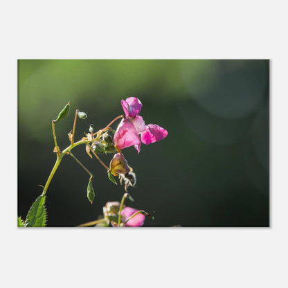 Pink Bells