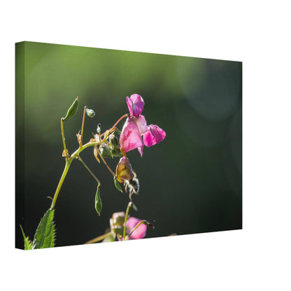 Pink Bells