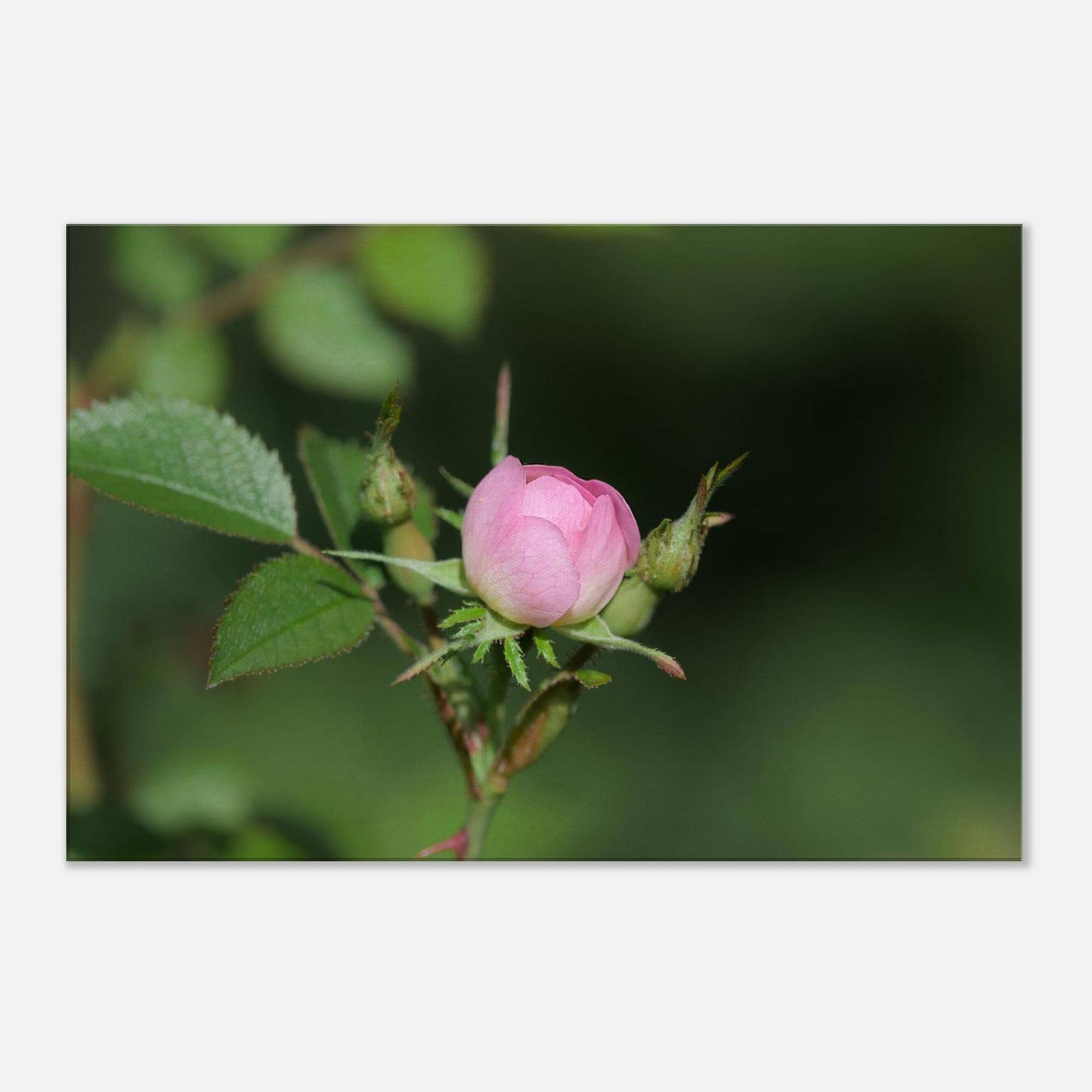 Birth of Beauty