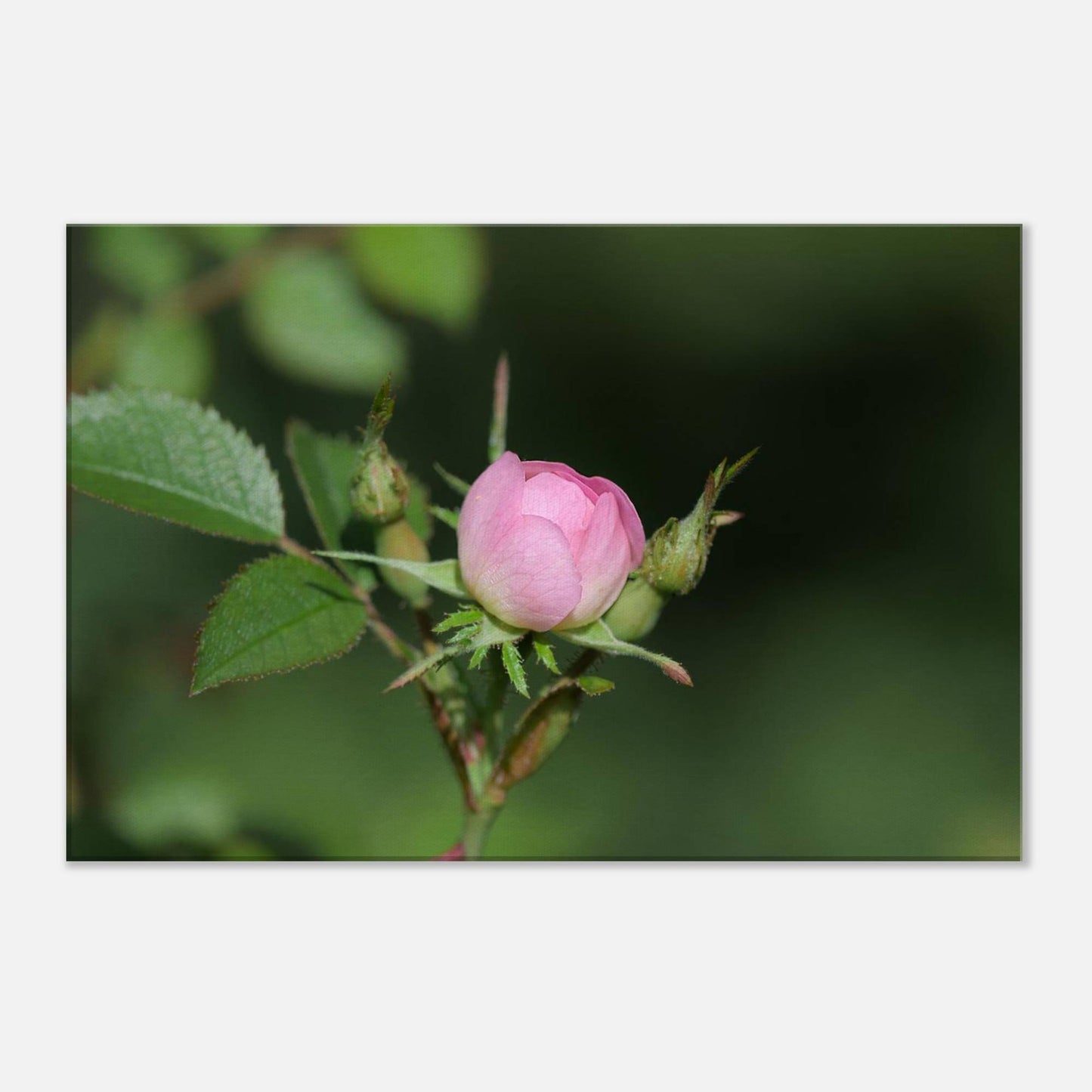 Birth of Beauty