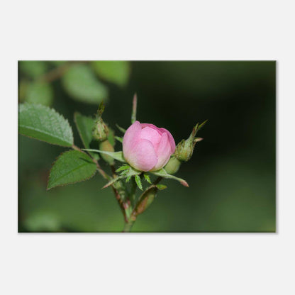 Birth of Beauty