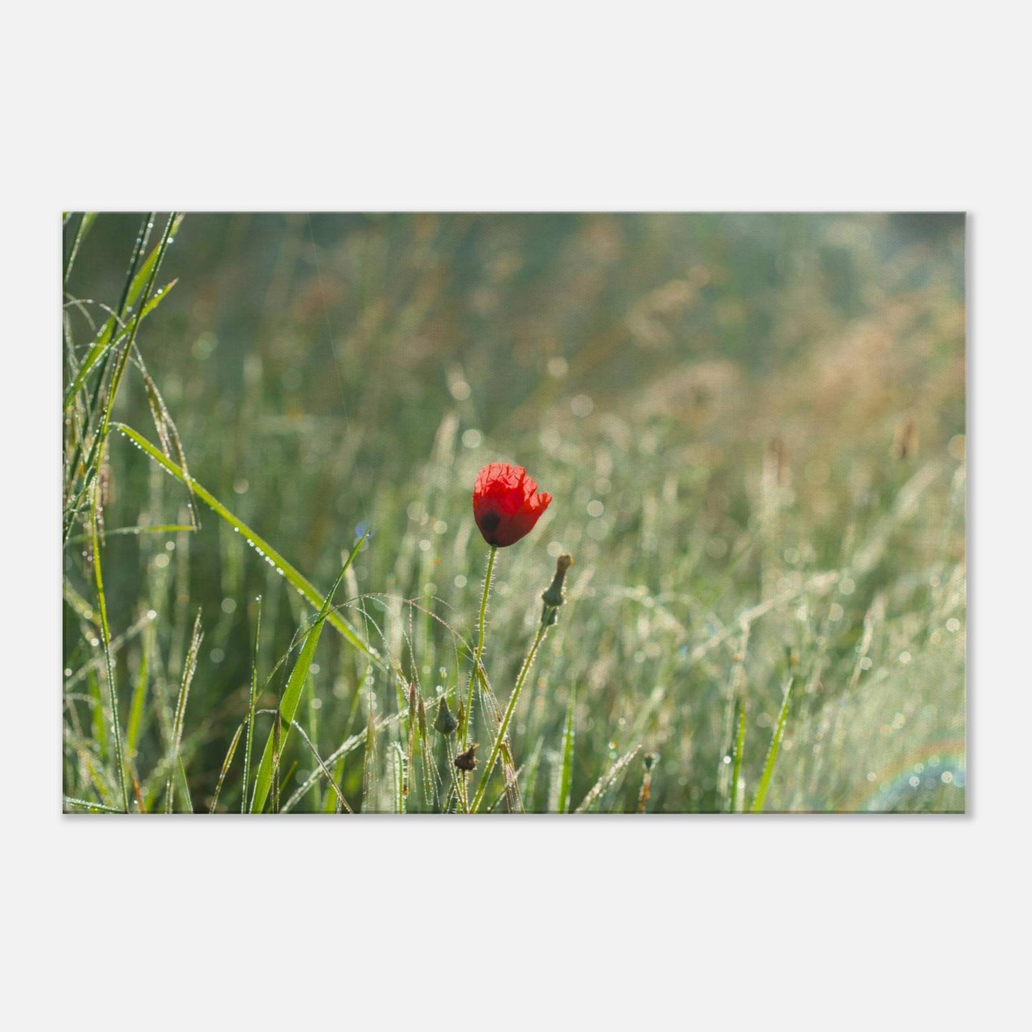 Shimmering Poppy