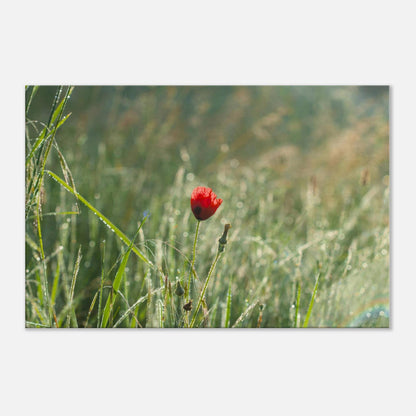 Shimmering Poppy