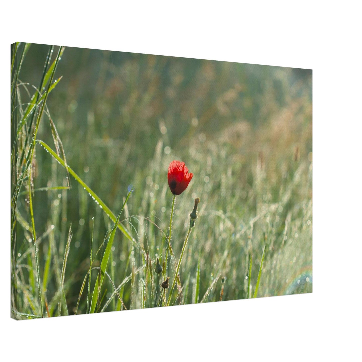 Shimmering Poppy
