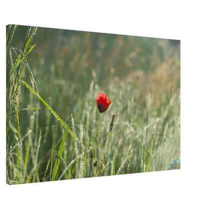 Shimmering Poppy