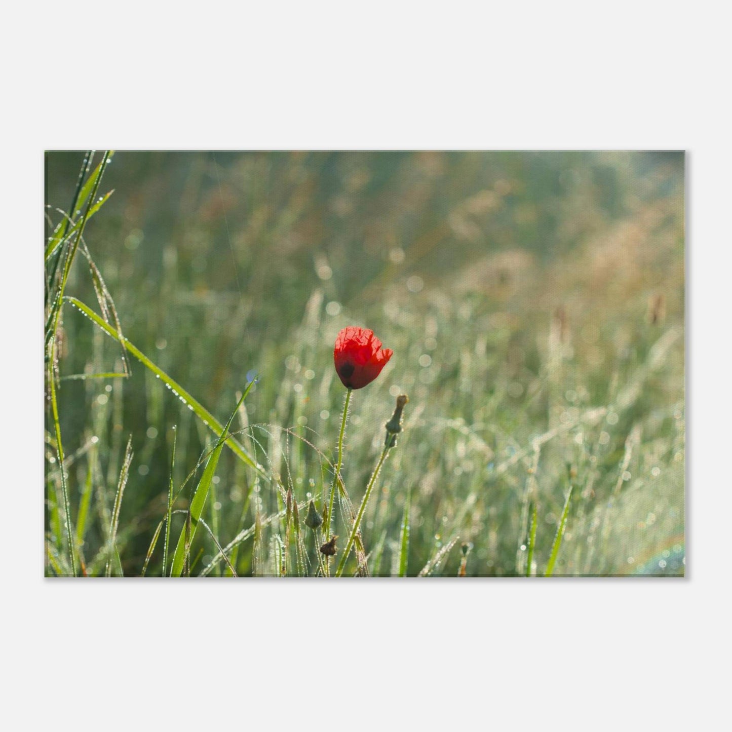 Shimmering Poppy