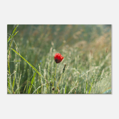 Shimmering Poppy