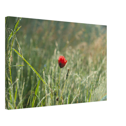 Shimmering Poppy