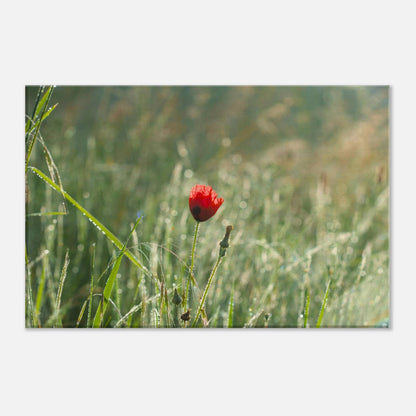 Shimmering Poppy