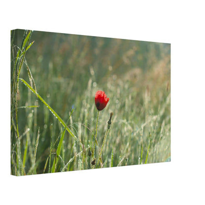 Shimmering Poppy