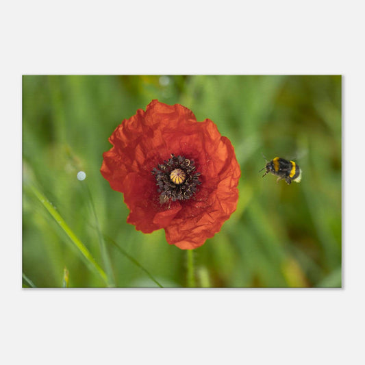 Hummingbees Welcome!
