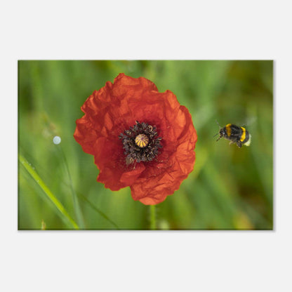 Hummingbees Welcome!