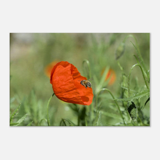 Bee Finds its Flower