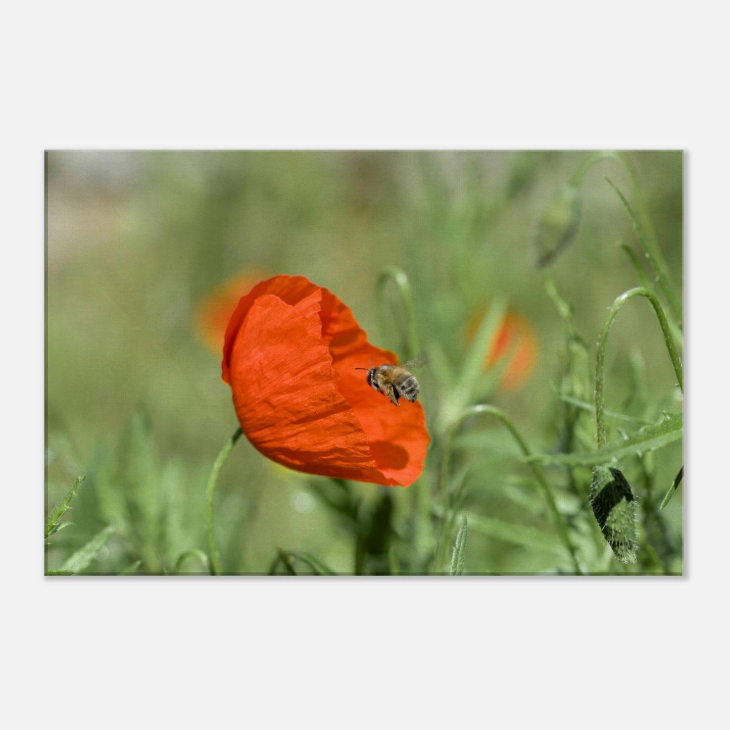 Bee Finds its Flower
