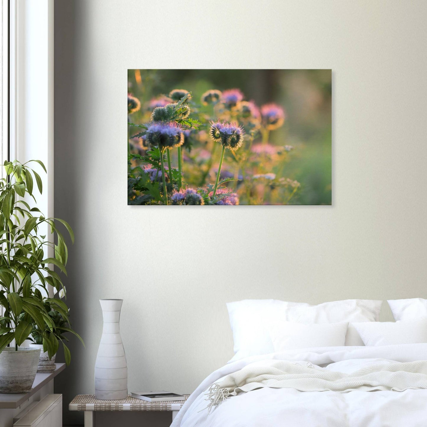 Phacelia's Happiness