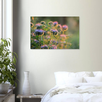 Phacelia's Happiness