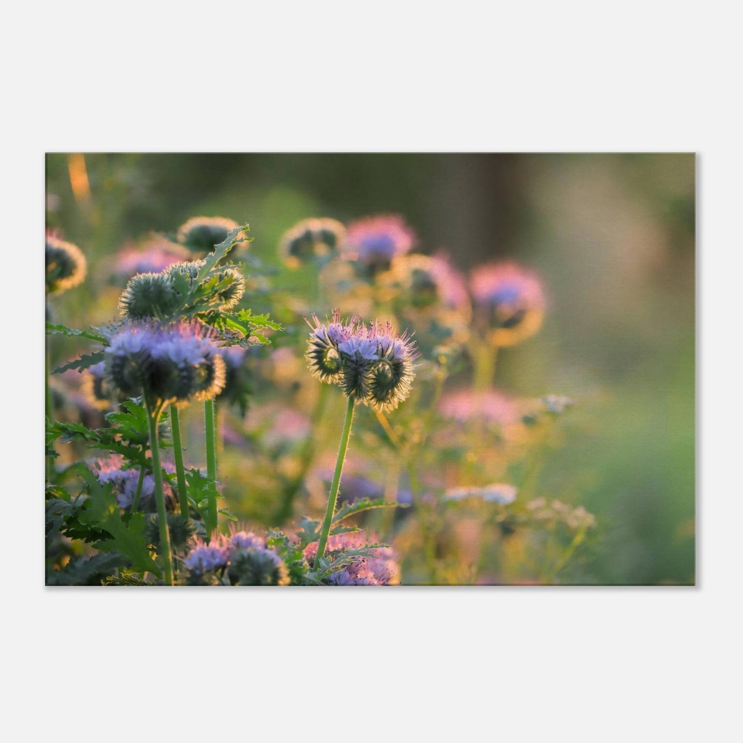 Phacelia's Happiness
