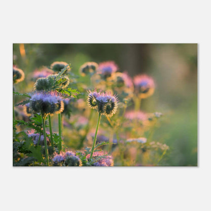 Phacelia's Happiness