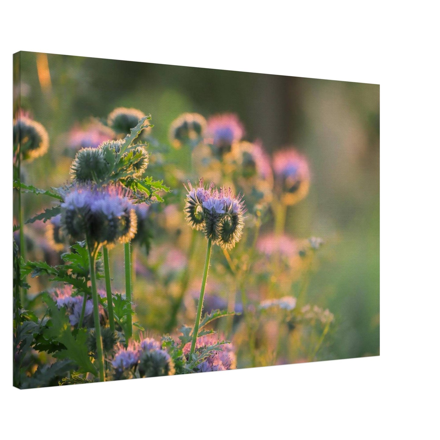 Phacelia's Happiness