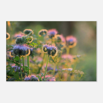 Phacelia's Happiness