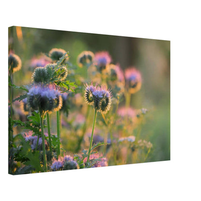 Phacelia's Happiness