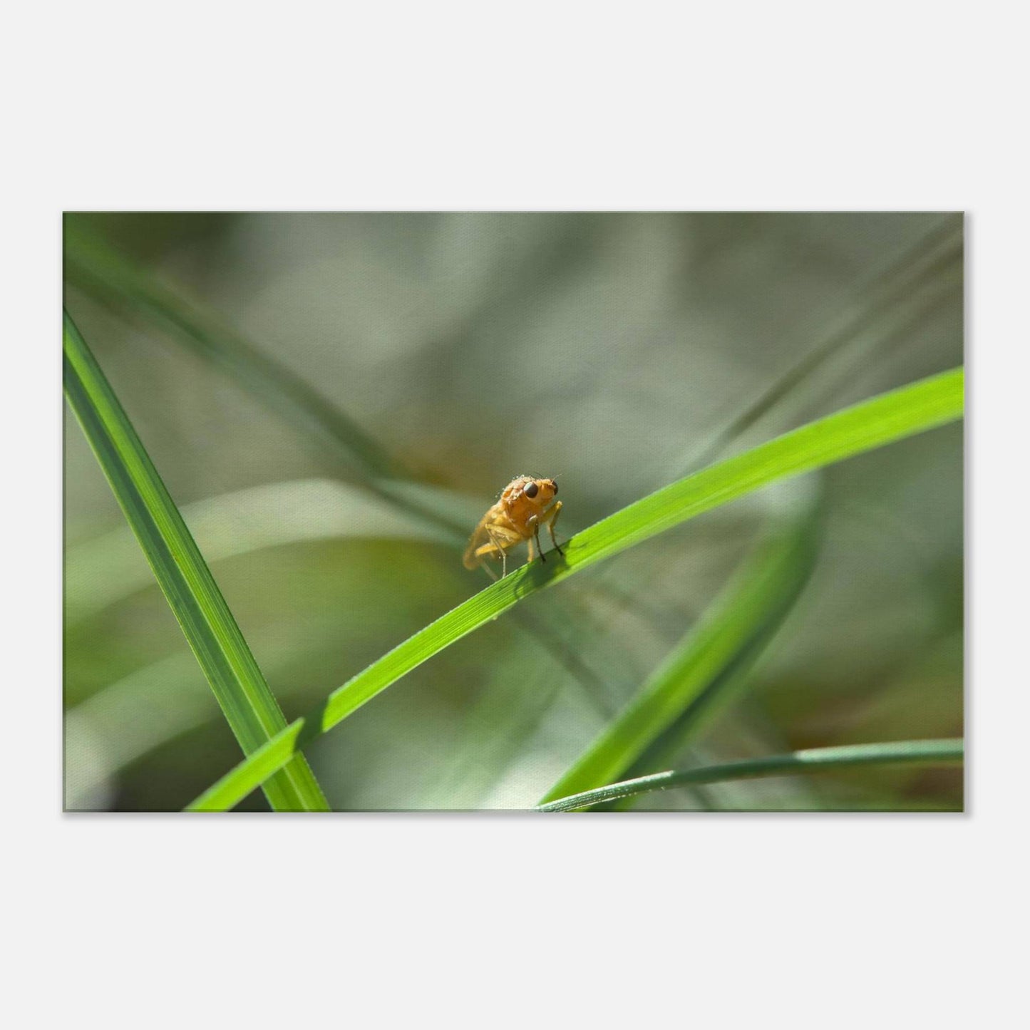 Happy Fly