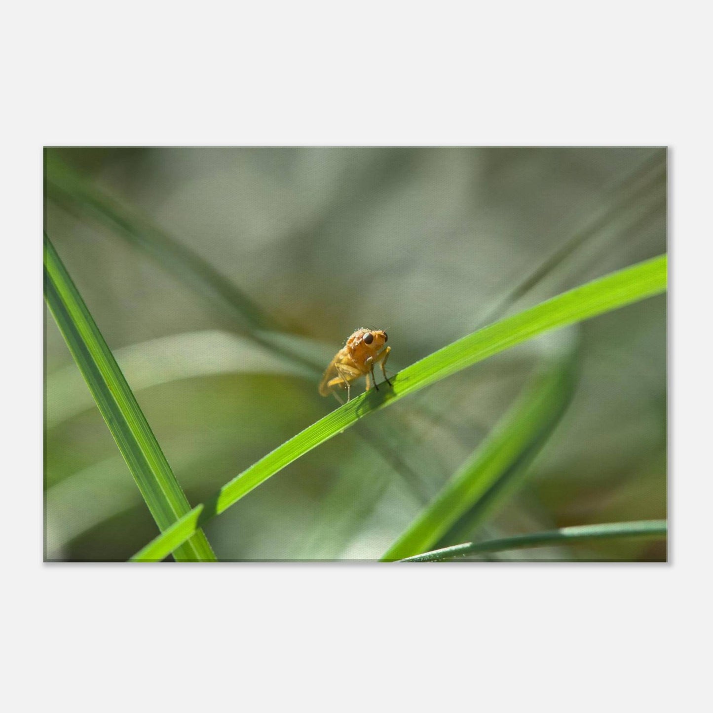 Happy Fly