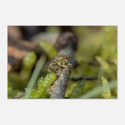 Fly at Rest