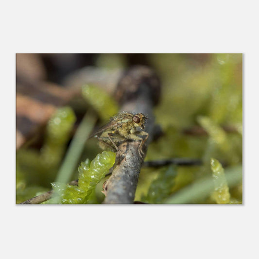 Fly at Rest