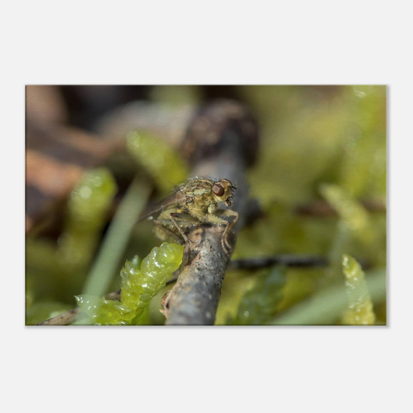 Fly at Rest