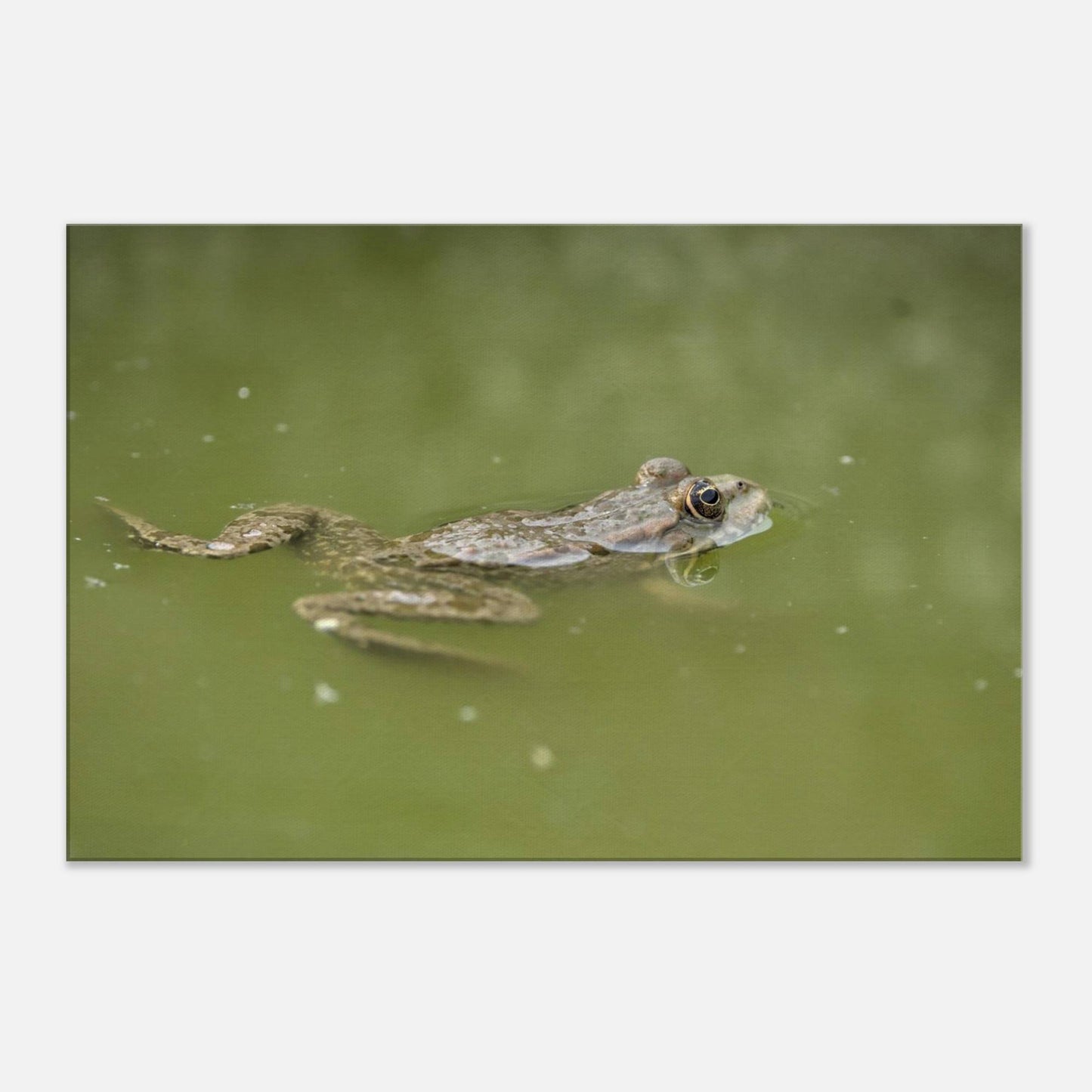 Floating Froggo