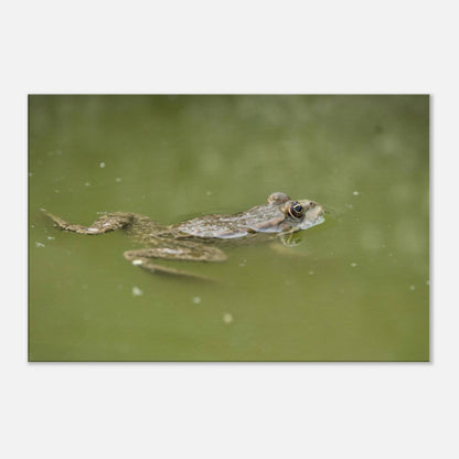Floating Froggo