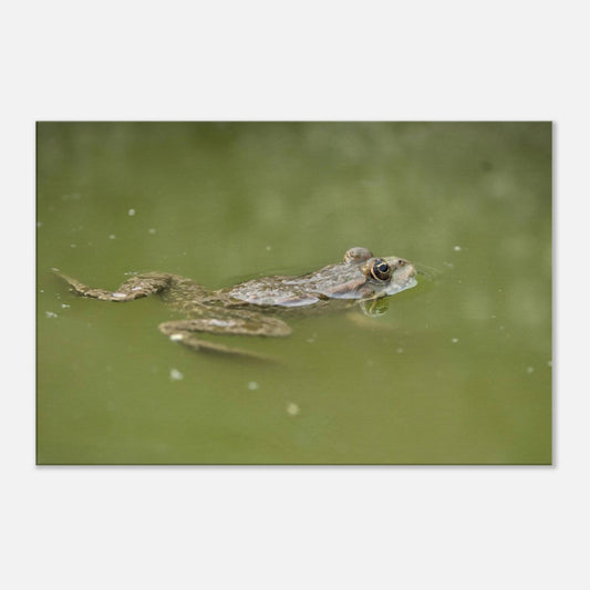 Floating Froggo