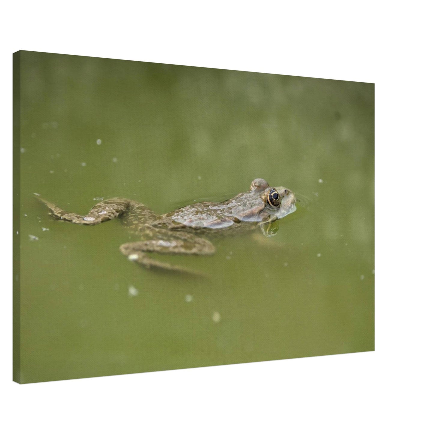 Floating Froggo