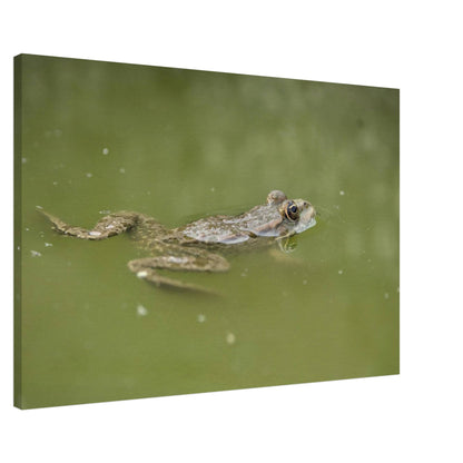 Floating Froggo