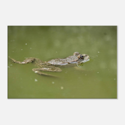 Floating Froggo