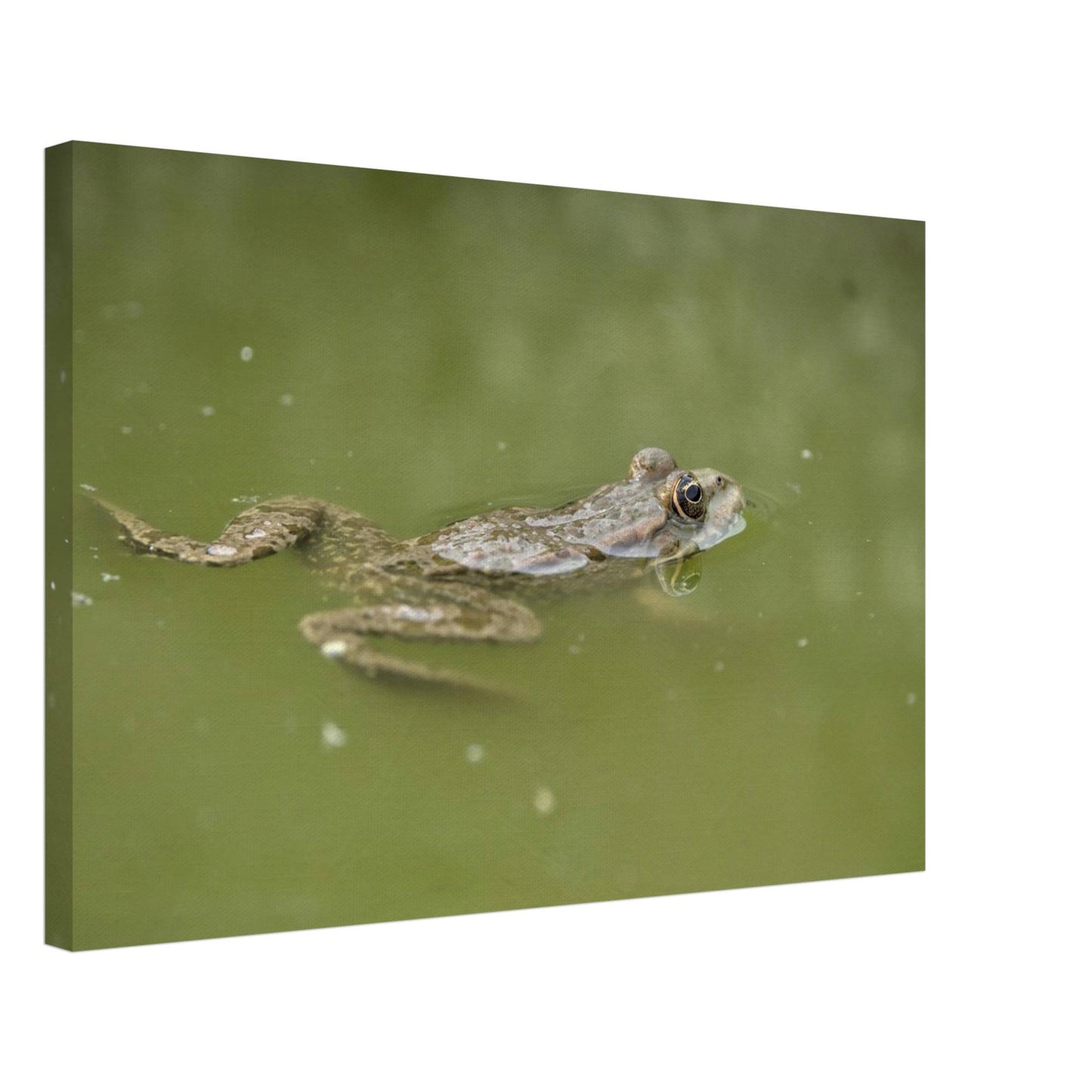 Floating Froggo