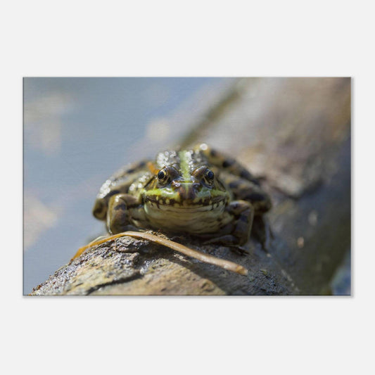 Awkward Frog