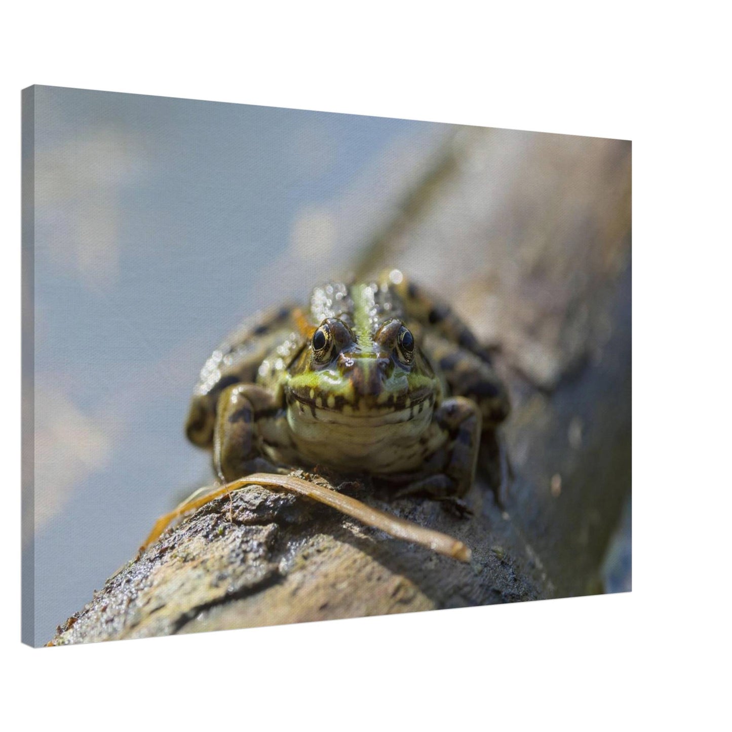 Awkward Frog