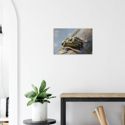 Awkward Frog