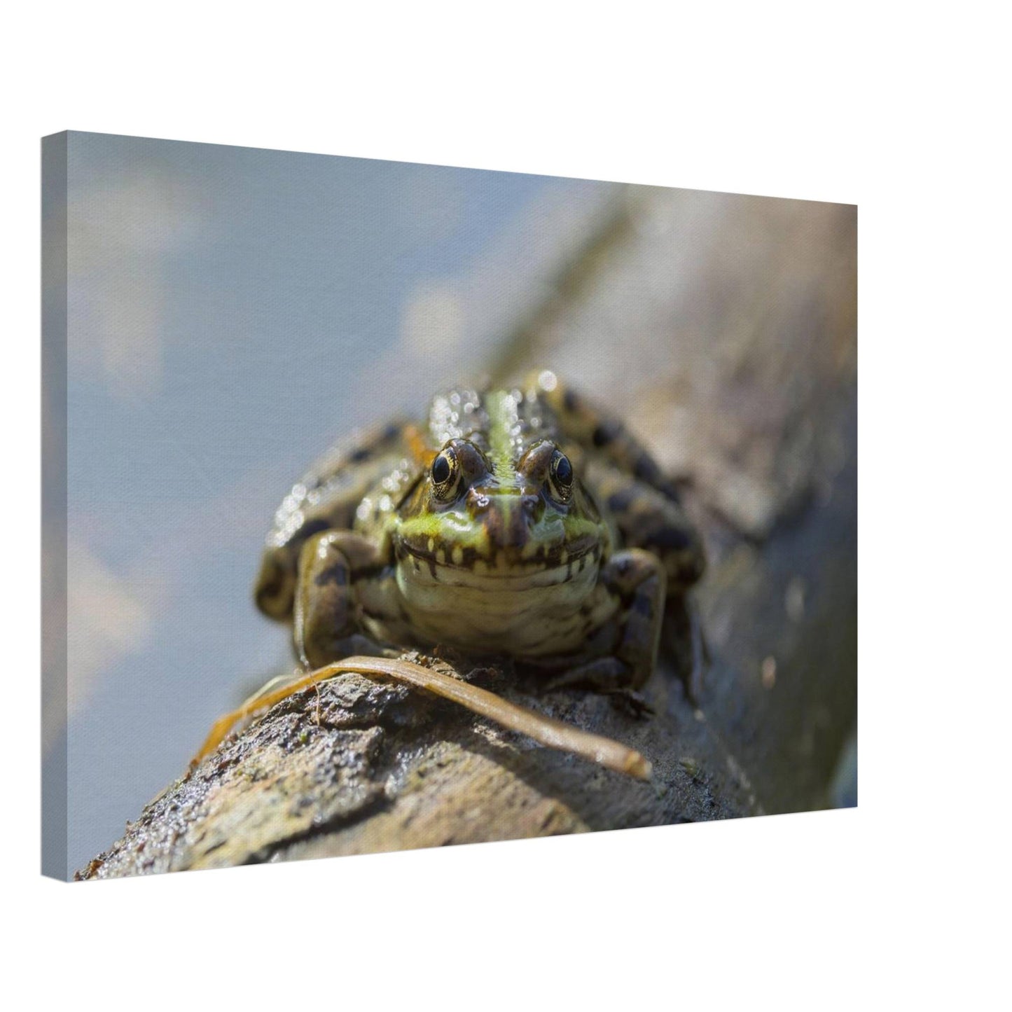 Awkward Frog
