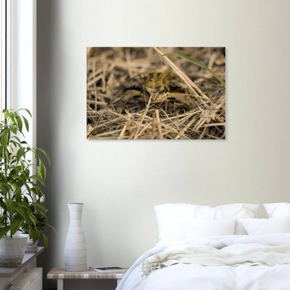 Frog in Hay