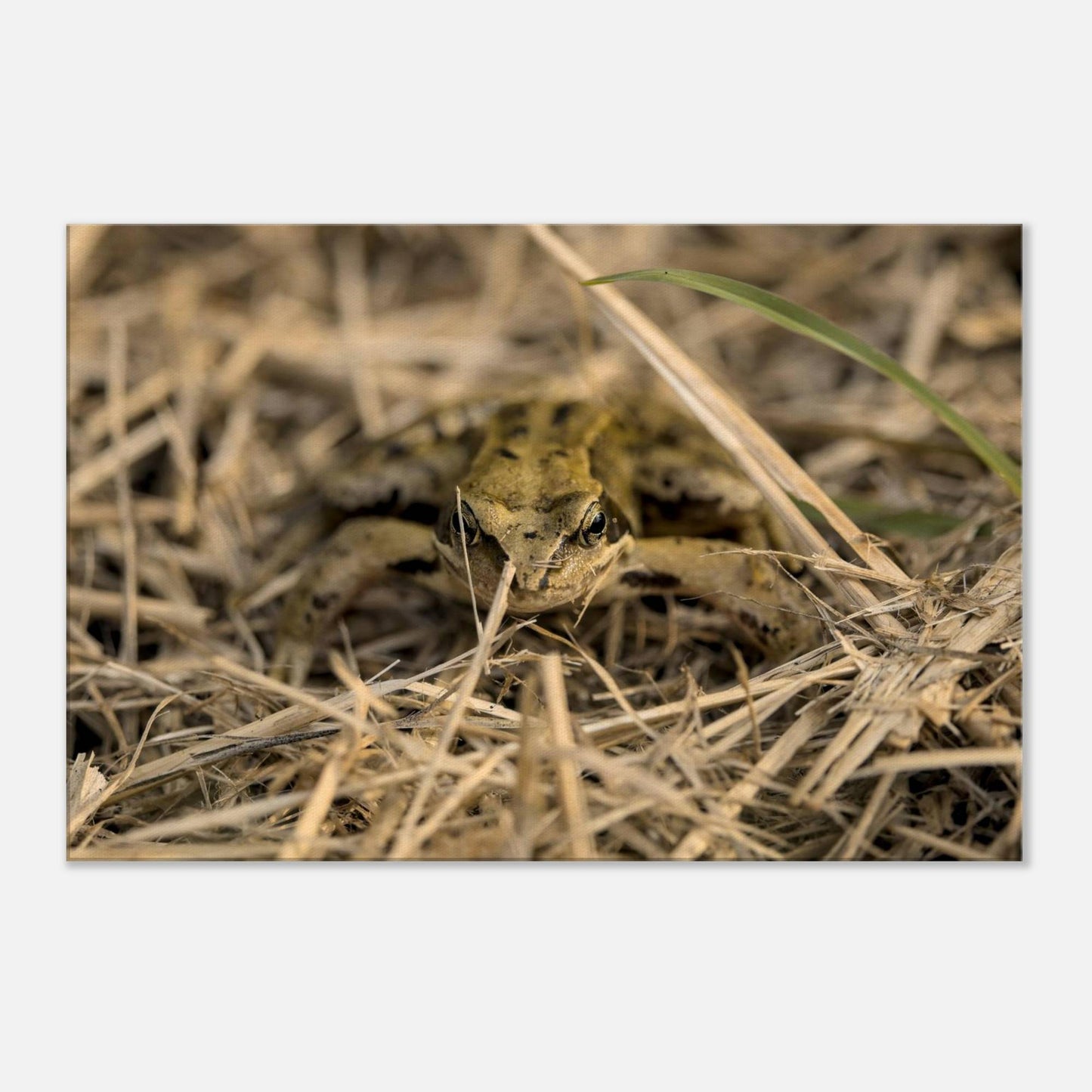 Frog in Hay